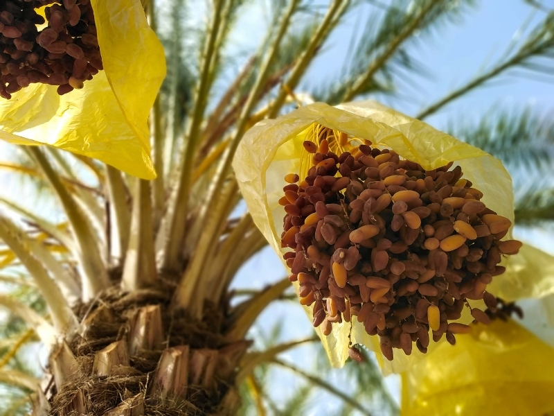 exploitation-algerie