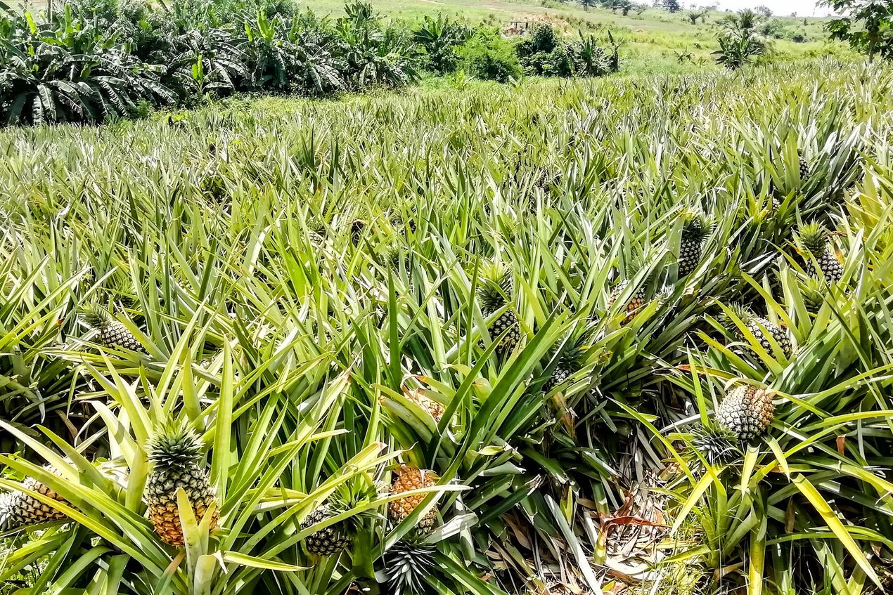 Exploitation-ananas