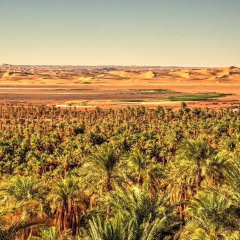 filiere-algerie-base-organic-food