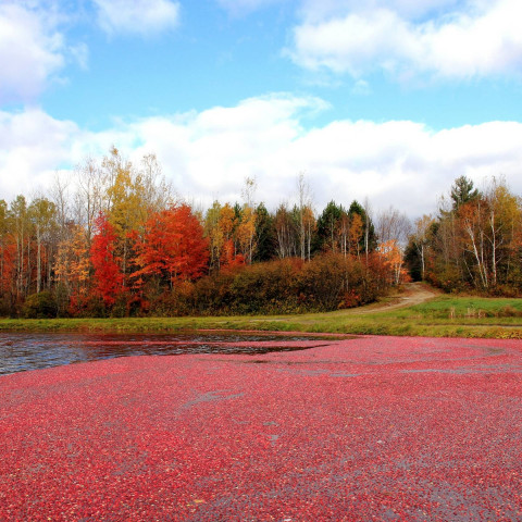 filiere-canada-base-organic-food filiere-canada-base-organic-food