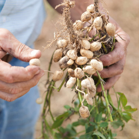 filiere-burkina-faso-base-organic-food filiere-burkina-faso
