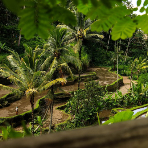 filiere-indonesie-base-organic-food filiere-indonesie-base-organic-food